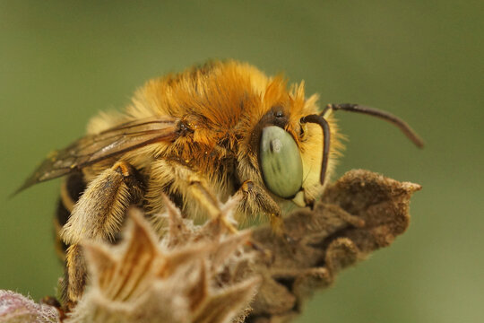 Close up of  male green eyed flower bee, Anthophora bimaculata in Lommel, Belgium