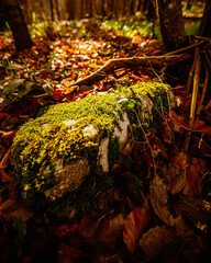 Moss on a stone 