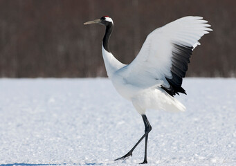 Obraz premium Chinese Kraanvogel, Red-crowned Crane, Grus japonensis