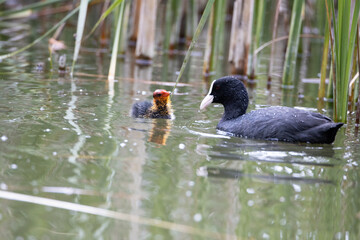 The fulica atra bird swims alongside its nestling in the pond. Green reeds are reflected in the water.