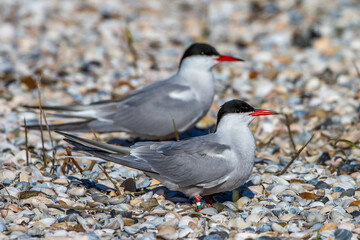 Flußseeschwalben (Sterna hirundo)
