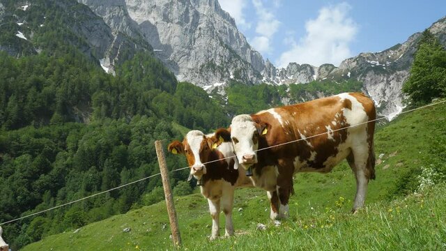 Cows in the mountains of Southern Germany, Bavaria