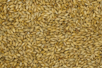Close-up of malted barley, which is used in the whisky and beer production	