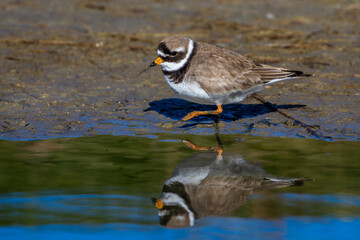 Sandregenpfeifer (Charadrius hiaticula)
