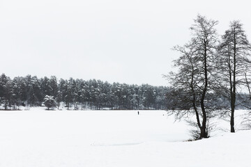 trees in snow