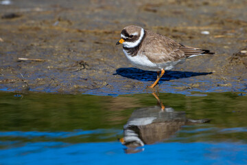 Sandregenpfeifer (Charadrius hiaticula)