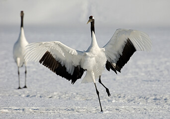 Red-crowned Crane, Chinese Kraanvogel, Grus japonensis