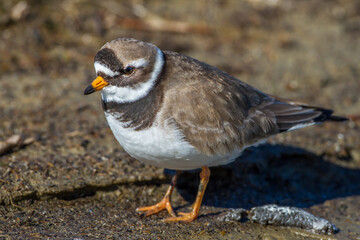 Sandregenpfeifer (Charadrius hiaticula)