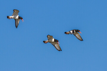 Austernfischer (Haematopus ostralegus)