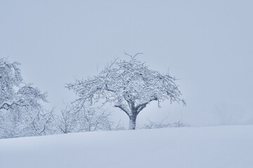 Beautiful winter scenery with trees covered with fresh snow.