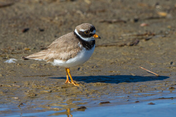 Sandregenpfeifer (Charadrius hiaticula)