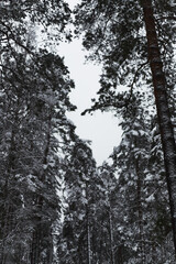snow covered pine trees