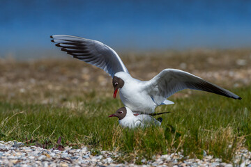 Lachmöwen (Larus ridibundus) bei der Paarung