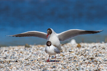 Lachmöwen (Larus ridibundus) bei der Paarung