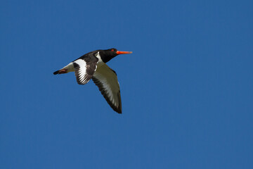 Austernfischer (Haematopus ostralegus)