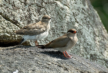 Rock Pratincole, Rotsvorkstaartplevier, Glareola nuchalis