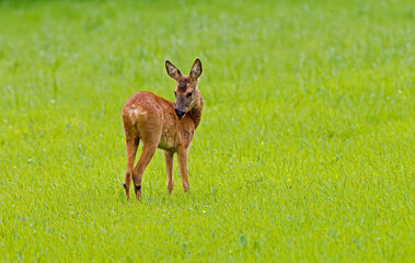 Ree, Roe Deer, Capreolus capreolus