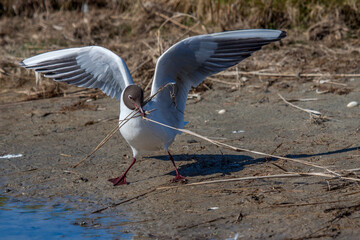 Lachmöwe (Larus ridibundus) mit Nistmaterial