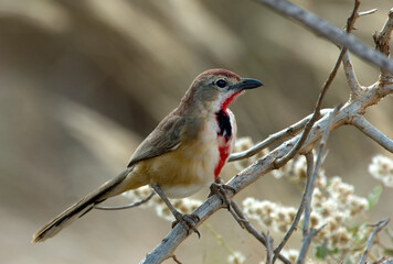 Roodbuikklauwier, Rosy-patched Bushshrike, Rhodophoneus cruentus