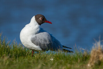 Lachmöwe (Larus ridibundus)