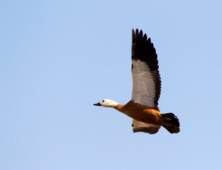 Casarca, Ruddy Shelduck, Tadorna ferruginea