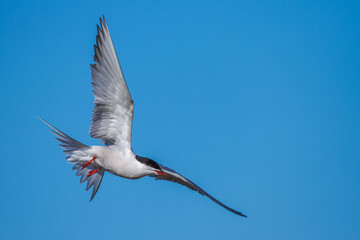 Flußseeschwalbe (Sterna hirundo)