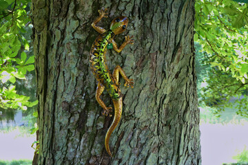 Eine Kunsteidechse an einem Baum im Kurpark Bad Herrenalb