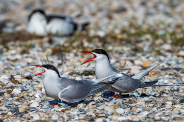 Flußseeschwalben (Sterna hirundo)