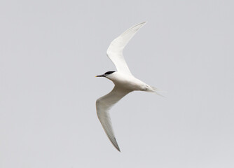 Grote Stern, Sandwich tern, Sterna sandvicensis
