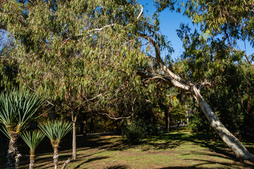 Tall eucalyptus trees with gorgeous crown growing in a landscape park near Winter Theater in resort town of Sochi. Beautiful emerald green foliage of exotic plant. Black Sea coast of Caucasus.