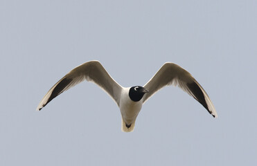 Saunders Gull, Chinese Kokmeeuw, Larus saundersi