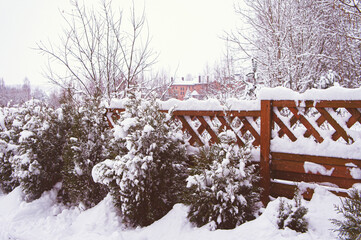 Winter wooden fence with bushes and thuja
