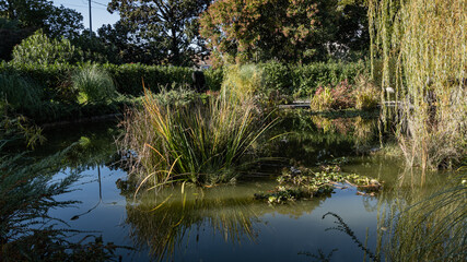 Magic pond in center of resort town of Sochi. Crystal clear water reflects aquatic and evergreen plants growing on rocky shores of pond. Atmosphere of relaxation, tranquility and happiness.