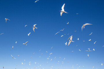 sky of birds