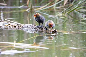 Two nestling fulica atra stands on a log against the backdrop of a pond.