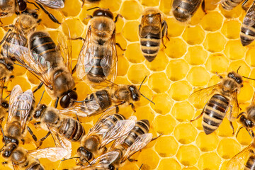 big drone bees (male honey bee) and bee workers... - obrazy, fototapety, plakaty