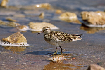 Sharp-tailed Sandpiper, Siberische Strandloper, Calidris acuminata