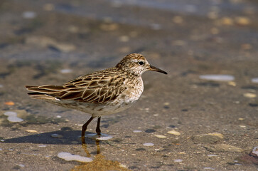 Sharp-tailed Sandpiper, Siberische Strandloper, Calidris acuminata