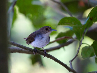Kortstaart Muistimalia, Short-tailed Babbler, Malacocincla malaccensis
