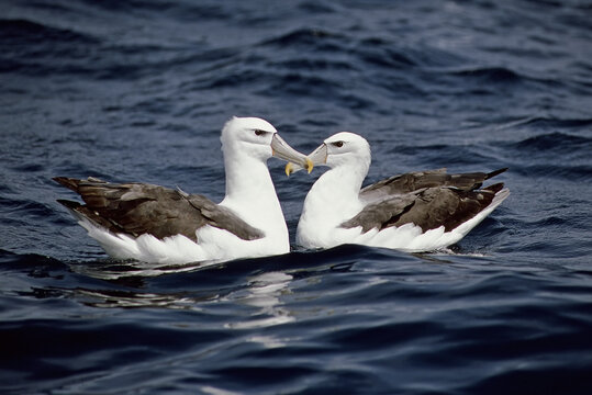 Shy Albatross, Witkapalbatros, Thalassarche cauta