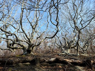 Crazy trees