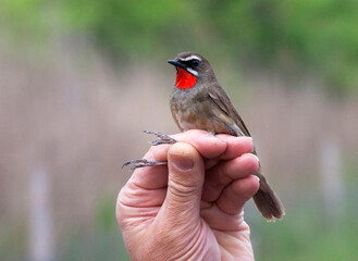 Roodkeelnachtegaal, Siberian Rubythroat, Luscinia calliope