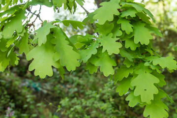 Fototapeta na wymiar Oak tree green foliage