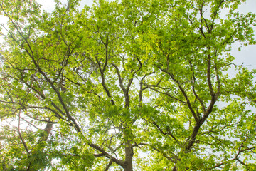 Oak trees green foliage
