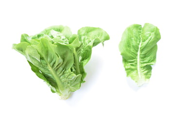 fresh green cod lettuce vegetable salad with drop of water arranging on white background