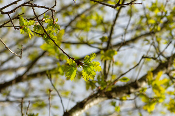 Oak tree green foliage