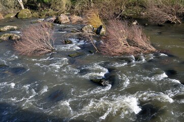 Rivière, Sèvre Nantaise, France