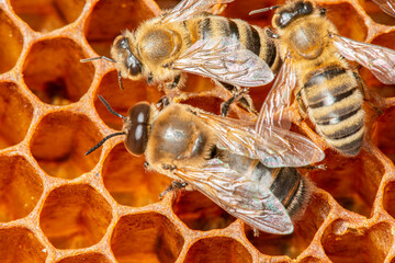 big drone bees (male honey bee) and bee workers...............