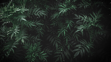 Fototapeta na wymiar Leaf for background in dark mood