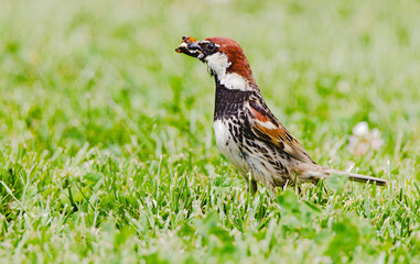 Spaanse Mus, Spanish Sparrow, Passer hispaniolensis